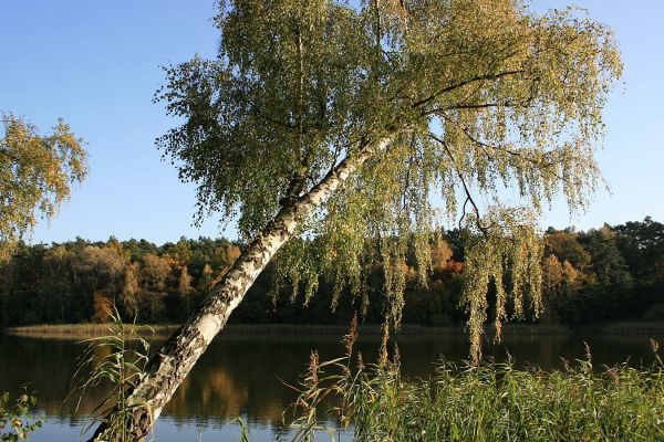 beetzersee_herbst_05.jpg